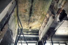 Mold Odor Removal Services in Wilson, AR